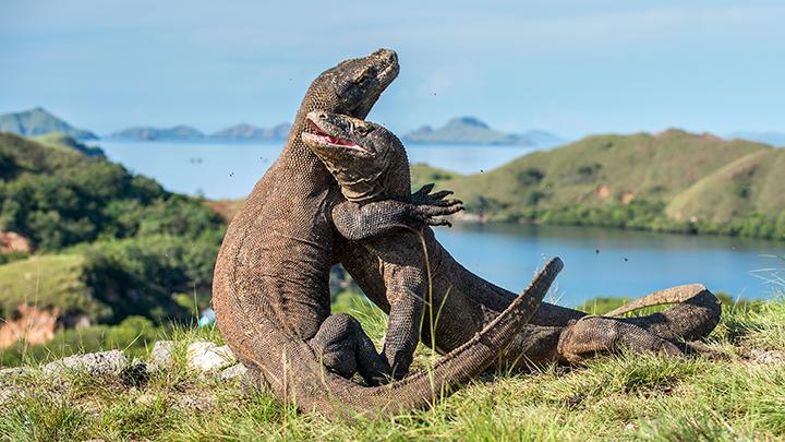 Komodo Island