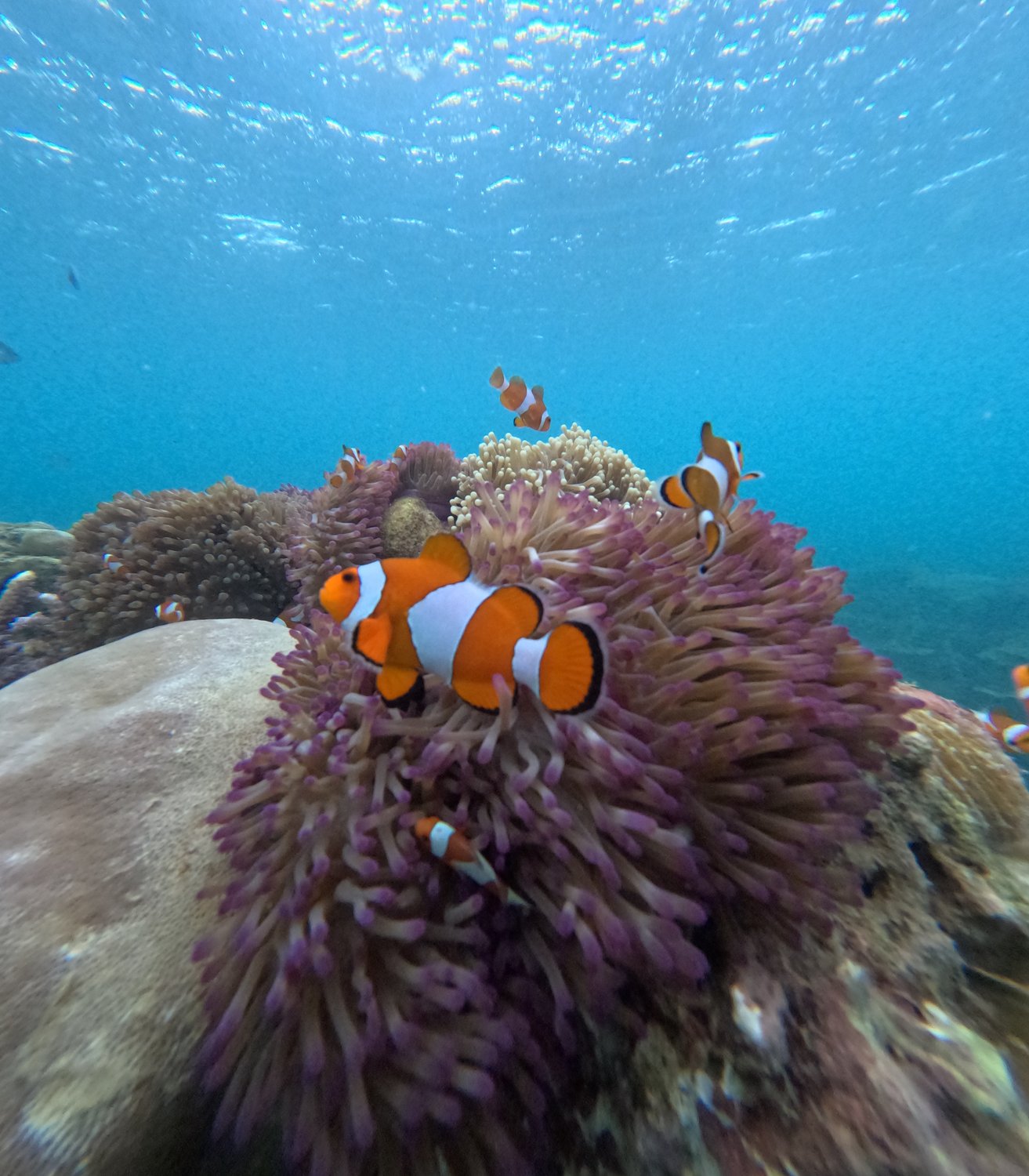 Pulau Menjangan Kecil — snorkeling terbaik Karimunjawa